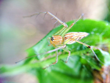 Yellow stripe hairy leg spiderの素材