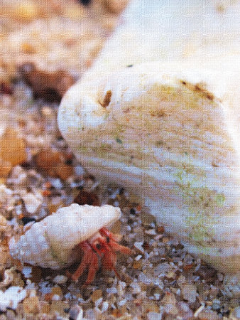 hermit crab on sand or pebble with texture filter