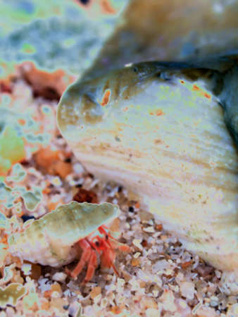 hermit crab on sand or pebble with glow effect filterの写真素材