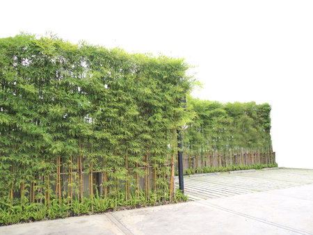 greenery wall of bambooの写真素材