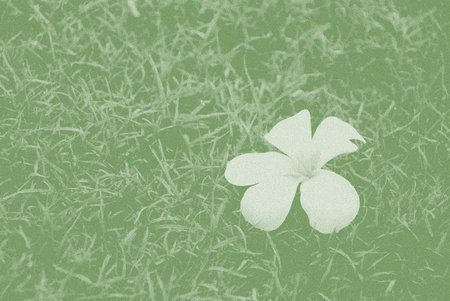 flower of temple tree on grass back ground with filter effectの写真素材