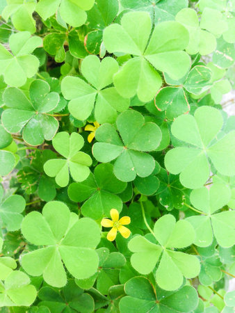 Close up of clover with yellow flower