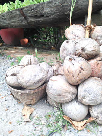 Brown coconut with young sproutの写真素材