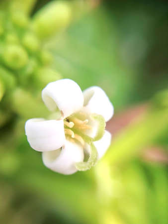 macro shot of white flowerの写真素材