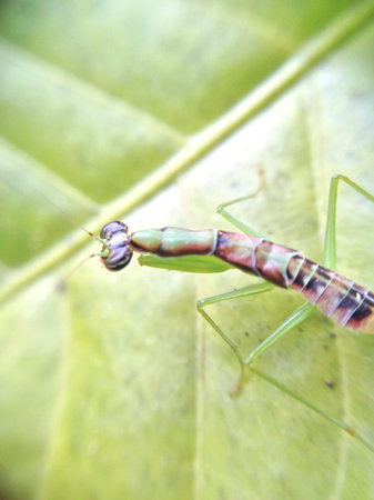 macro shot of grasshopperの写真素材