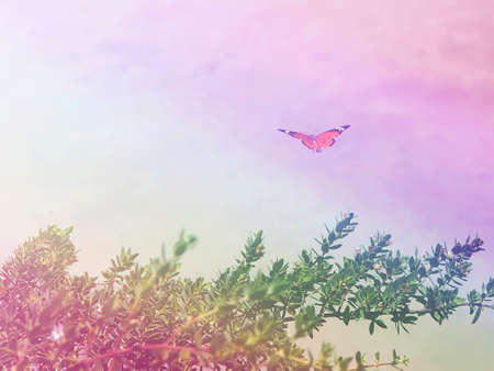 concept of gliding butterfly float in bright sky as new hope or freedomの写真素材