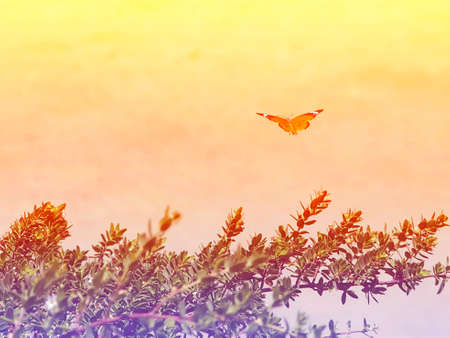 concept of gliding butterfly float in bright sky as new hope or freedomの写真素材