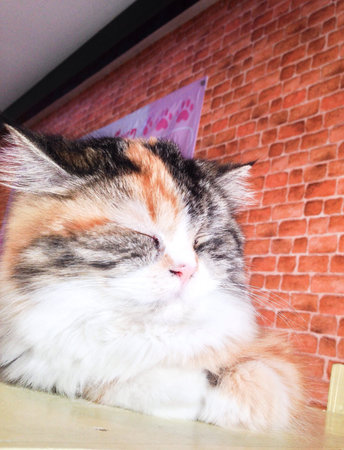 Sleeping kitty cat