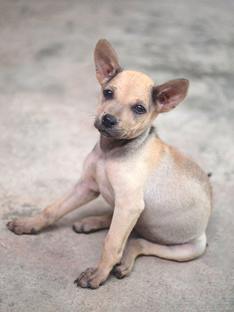little puppy with face of sadnesss