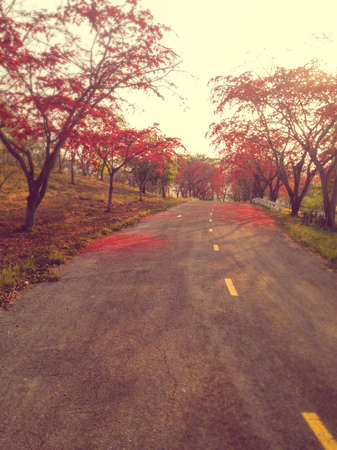 filtered image of the road with red flowered trees roadsideの写真素材