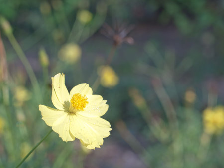 close up of yellow cosmos or cosmos flower