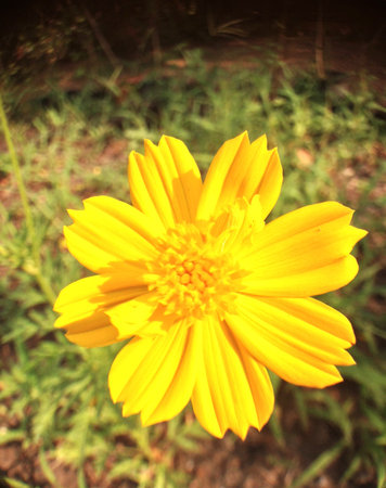 close up of yellow cosmos or cosmos flower