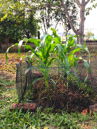 little green corn field or garden at backyardの写真素材