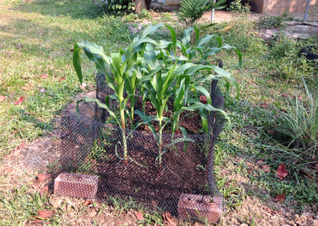little green corn field or garden at backyardの写真素材