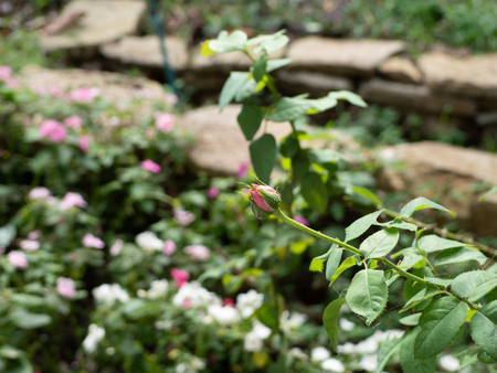 single budding pink rose in the gardenの写真素材