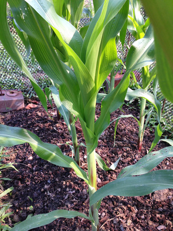 close up of green corn field or garden at backyardの写真素材