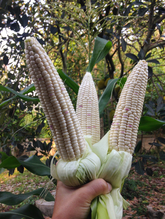 close up of fresh corn with hand with blur backgroundの写真素材