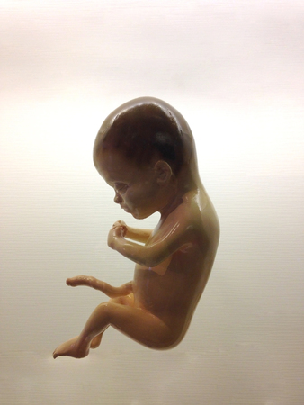 model of human embryo on white backgroundの写真素材