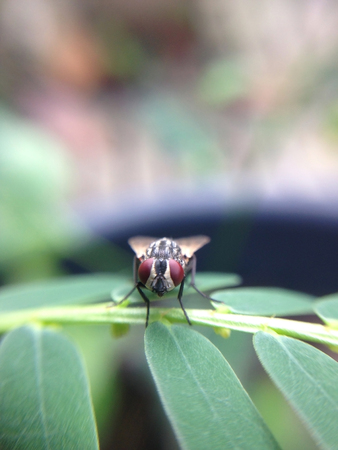 close up of fly on leaf with blur backgroundの写真素材