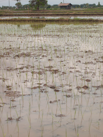 working farmers grow green rice on wet paddyの写真素材