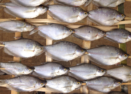 dry out fish stab in bamboo stick lay on daylightの写真素材