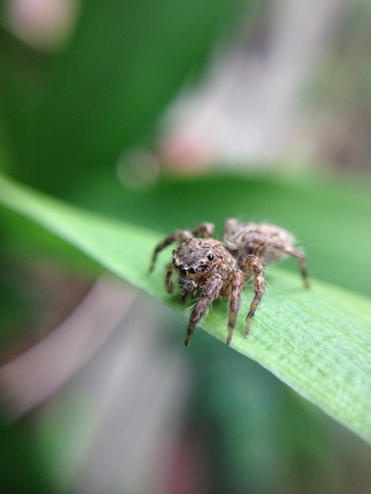 close up of spider with tiny eyes with blur backgroundの写真素材