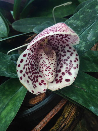 close up of colorful paphiopedilum flowerの写真素材