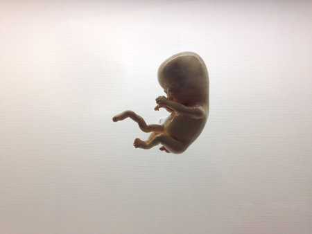 model of human embryo on white background