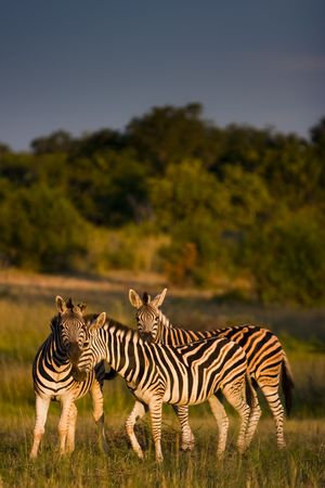 Zebras, Zebula Lodge, South Africaの写真素材