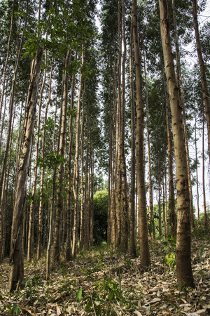 Eucalyptus forest plantationの写真素材