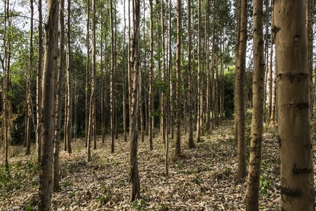 Eucalyptus forest plantationの写真素材