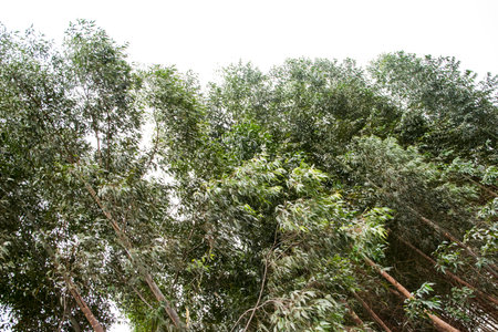 Eucalyptus forest plantationの写真素材