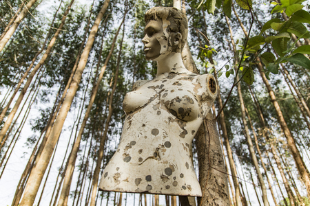 abandoned mannequin in forestの写真素材