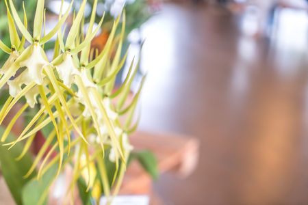Rare orchid with blurred backgroundの写真素材