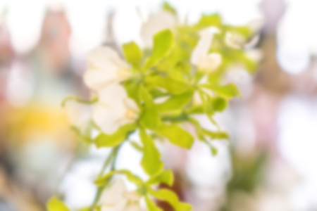 Blurred flower backgroundの写真素材