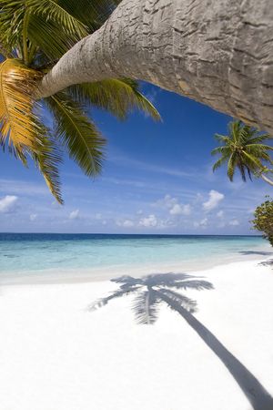 Tropical beach, Maldivesの写真素材