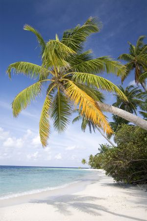Tropical beach, Maldivesの写真素材