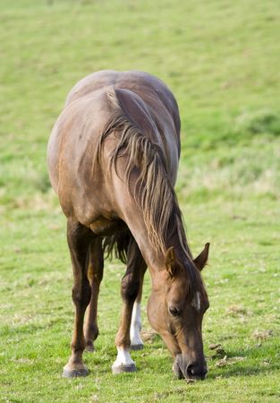 Horse grazing on fieldの写真素材