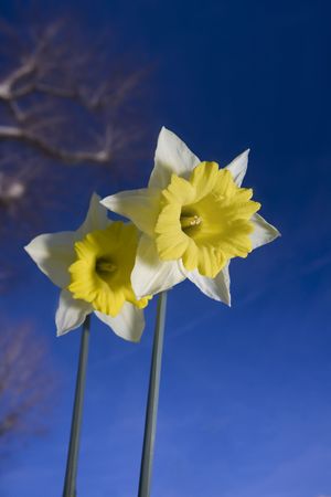 Daffodils under a blue skyの写真素材