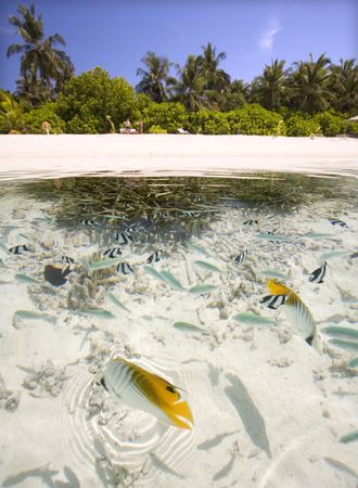 Fish swimming at coral reef, Maldivesの写真素材
