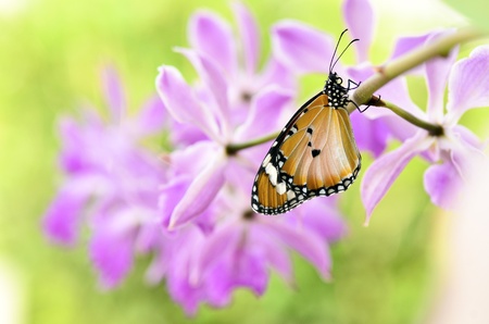 butterfly on orchidの写真素材