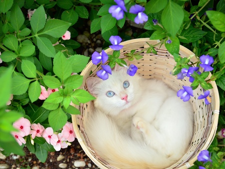 white kitten in basketの写真素材