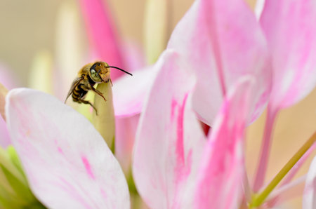 cute honey bee on flower