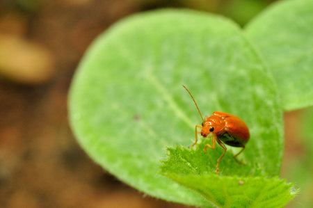 orange beetle