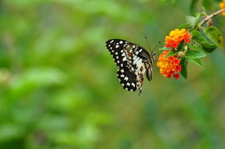 butterfly on flowerの写真素材