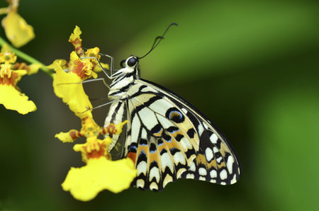 butterfly on yellow flowerの写真素材