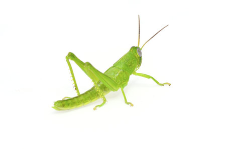 grasshopper