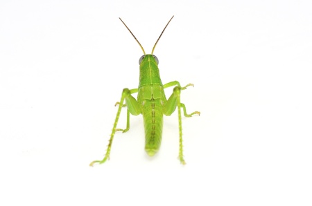 grasshopperの写真素材