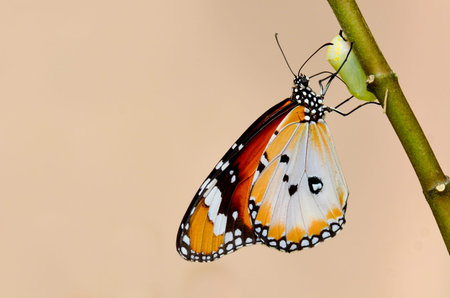 butterfly kiss the pupaの写真素材