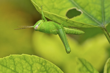 Grasshopper on leafの写真素材